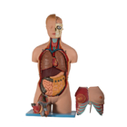 20 ส่วนลำตัว PVC Human Anatomical Model พร้อมหัวเปิด