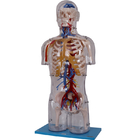 การฝึกอบรมวิทยาลัย PVC Human Anatomy Model เป็นมิตรกับสิ่งแวดล้อม