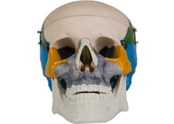 การระบายสีกายวิภาค PVC ผู้ใหญ่ Skull Bone Model School Training