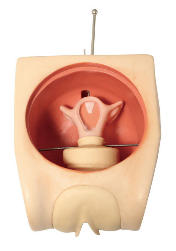 การจำลองการคลอดบุตรแบบ Anatomical Uterus Simulator Analys Model การฝึกอบรมทักษะการคุมกำเนิดหญิง