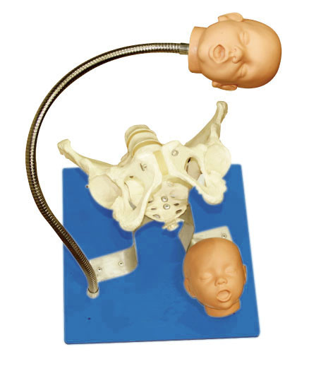 การอนุมัติซีพียู Gynecologic Simulator กับหัวครรภ์สำหรับเครื่องมือการศึกษา