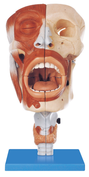 ความเป็นมิตรกับสิ่งแวดล้อม PVC Human Anatomy Model Nasal, ช่องปาก 113 ตำแหน่งที่แสดงรูปแบบการฝึกอบรม