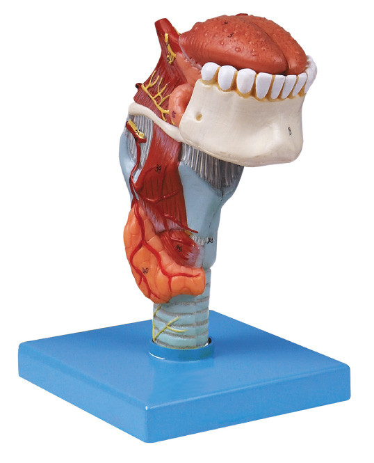 ISO manufactory กายวิภาคศาสตร์ของมนุษย์รุ่นคอหอยกับตึงซี่ฟันแบบมนุษย์