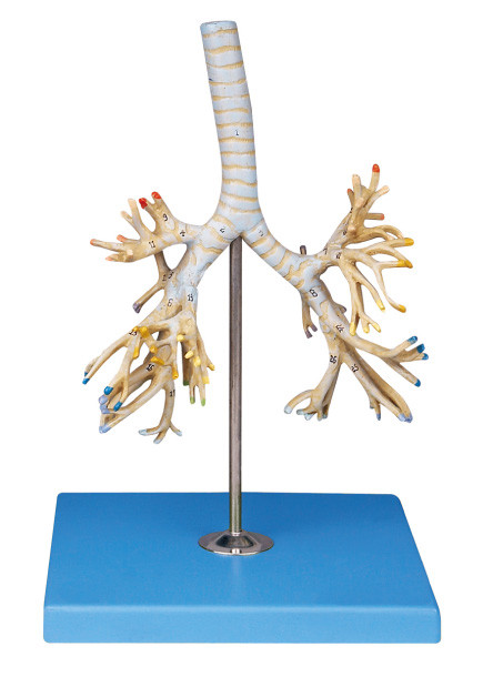 ขั้นสูง PVC Human Anatomy Model หลอดอัณฑสถาน 50 ตำแหน่งสำหรับการฝึกอบรม Colleage dispalyed