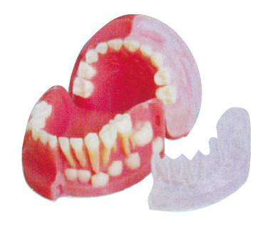 Three - year - old Primary and Permanent Teeth Alternating Model / 3d tooth model