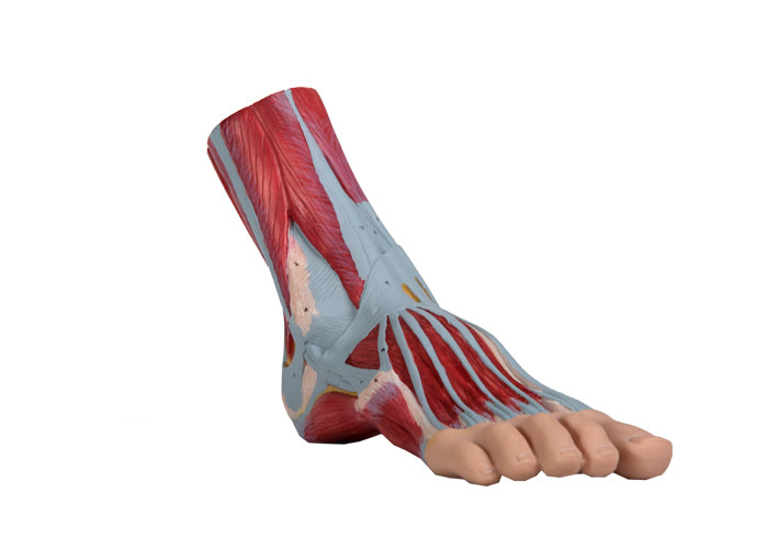 เท้ากายวิภาคของมนุษย์รุ่น PVC กล้ามเนื้อทาสีสีสำหรับการฝึกอบรม