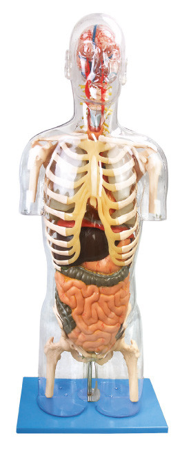 Human Anatomy Model Transparent Troso เครื่องมือการศึกษาขั้นสูง PVC สำหรับการฝึกอบรม