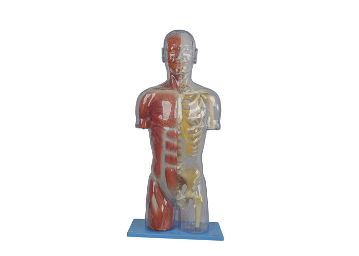 โปร่งใส Half PVC Human Anatomy Model School Training สีผิว