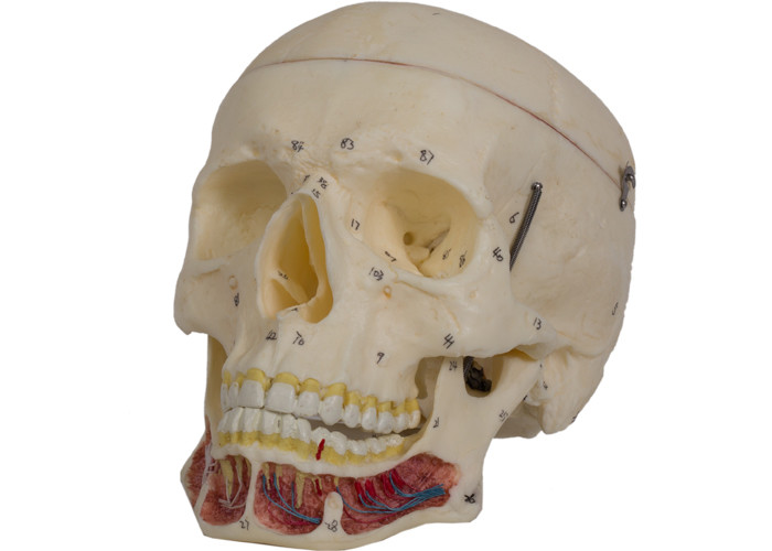 Cranial Sinuses กะโหลกศีรษะมนุษย์สีสำหรับการฝึกอบรม