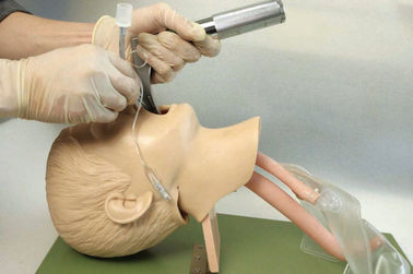 โครงสร้างทางกายวิภาคที่สมจริงกับเด็กปาก, หลอดลม, Tracheafor สำหรับการฝึกอบรม Intubation