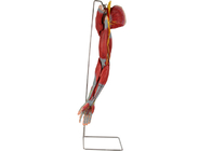 Arm PVC Human Anatomy Model พร้อมเส้นประสาทหลอดเลือดหลัก