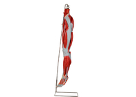 PVC Muscle Leg Anatomy Model พร้อมเส้นประสาทหลักสำหรับการฝึก