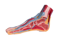 มัธยฐาน Sagittal Section แบบจำลองกายวิภาคเท้า PVC พร้อมกล้ามเนื้อ