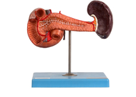 PVC Anatomical Pancreas Spleen Duodenum Model สำหรับการสอนโรงพยาบาล