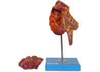 PVC ภาคผนวก Caecum Human Anatomy Model 17 ตำแหน่งสำหรับการฝึกอบรมทางการแพทย์