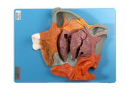 มัธยฐาน Sagittal Human Anatomy Model ส่วนโพรงจมูกสำหรับการฝึกอบรมขยาย