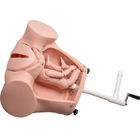SGS PVC Training เครื่องจำลองการคลอดทารกด้วยสายสะดือ