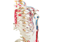 การฝึกกายวิภาค PVC โครงกระดูกด้วยกล้ามเนื้อและเอ็น