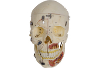 PVC Skin Color Skull Anatomy Model พร้อม Nervi Vascularis