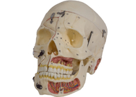 PVC Skin Color Skull Anatomy Model พร้อม Nervi Vascularis