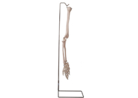 ISO 9001 Anatomy Human Arm Bone Model 3D สำหรับการสอนกายวิภาค