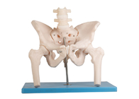 Lumbar Spine Femoral Human Anatomy Model พร้อมขาตั้ง