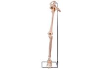 PVC 3D Lower Limb Hip Bone Model สำหรับการฝึกทางการแพทย์
