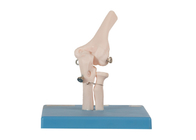 OEM Joint Bone Human Anatomy Model สีผิว PVC