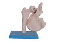 OEM Joint Bone Human Anatomy Model สีผิว PVC