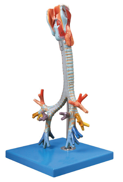 CE รับรองคุณภาพ Human Anatomy Model Trachea, ตุ๊กตาหลอดลมฝึกหัด