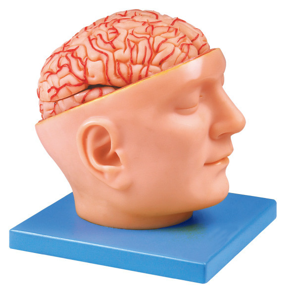 Head Model with Cerebral Arteries for Hospitals , Schools Learning