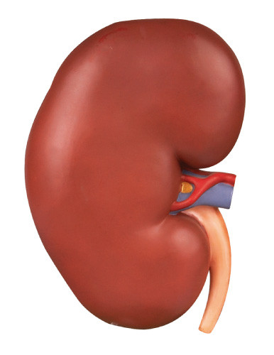Kidney Enlargement Human Anatomy Model Shows the Section for Colleges Training