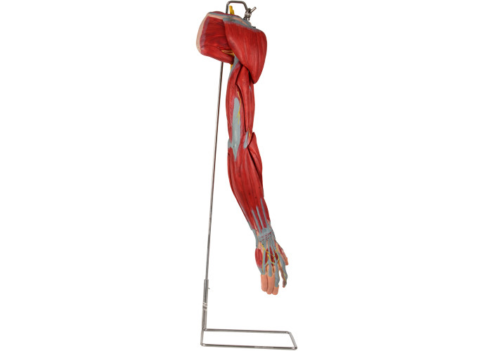 Arm PVC Human Anatomy Model พร้อมเส้นประสาทหลอดเลือดหลัก