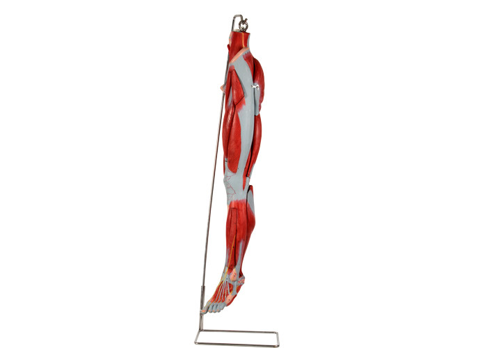 PVC Muscle Leg Anatomy Model พร้อมเส้นประสาทหลักสำหรับการฝึก