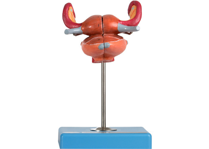 โมเดลกายวิภาคของมดลูกกับกระเพาะปัสสาวะ Uterus Vaginal Ureter และ Ovary