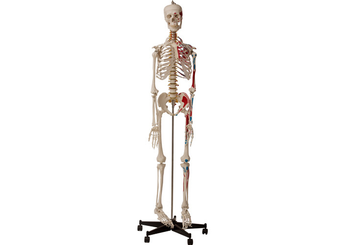 วิทยาลัยกายวิภาคศาสตร์โครงกระดูกมนุษย์ที่มีกล้ามเนื้อและเอ็น
