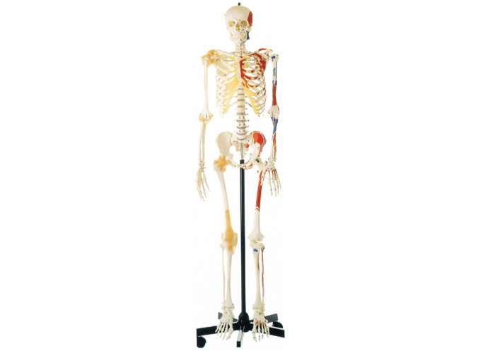 การฝึกกายวิภาค PVC โครงกระดูกด้วยกล้ามเนื้อและเอ็น