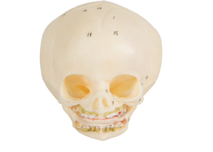การฝึกอบรม Infant Medical Skull Model สีผิวสำหรับวิทยาลัย