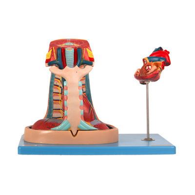 นำเข้า PVC Anatomy Mediastinum Model สำหรับการฝึกอบรมโรงเรียนแพทย์