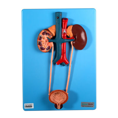 โหมดปัสสาวะรวมไตและกระเพาะปัสสาวะสำหรับการเรียนรู้ในโรงเรียน