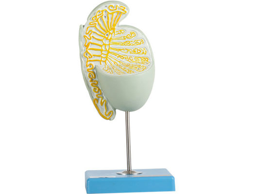 แบบจำลองขยายอัณฑะโครงสร้างภายในสำหรับการฝึกอบรมโรงเรียนแพทย์