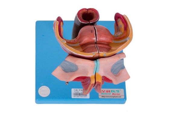 แบบจำลองอวัยวะสืบพันธุ์ภายนอกและภายในหญิงสำหรับการฝึกอบรมวิทยาลัย